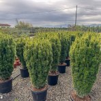 Tis obyčajný (Taxus baccata) ´DAVID´ - výška 130-150 cm, kont. C55L